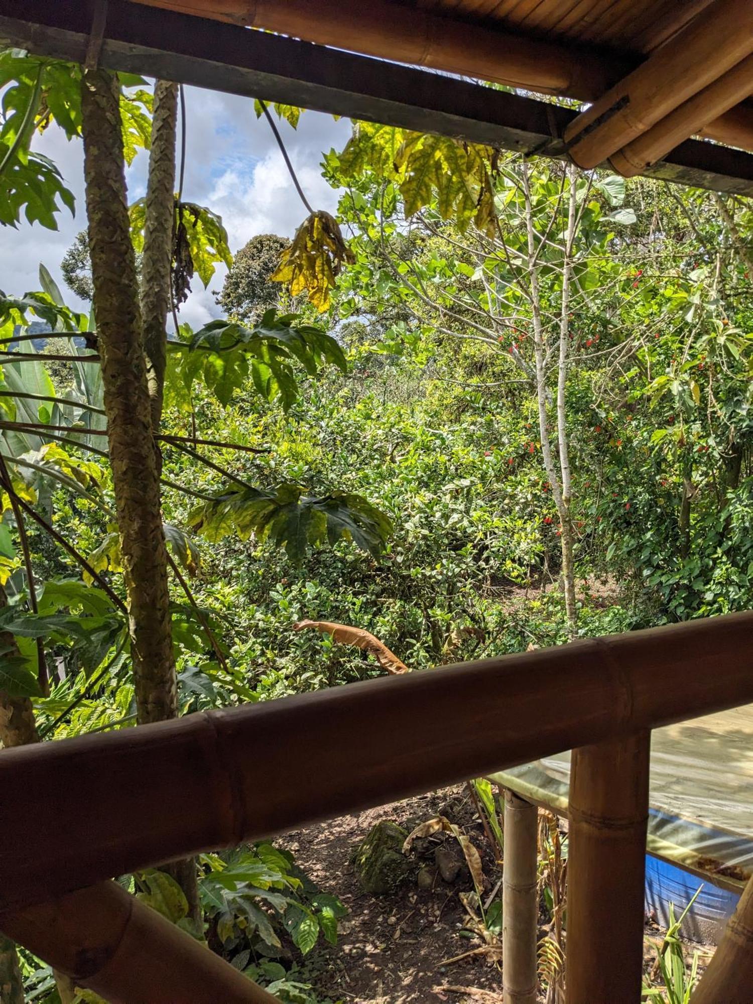 Golden Tree Mindo Eco-Lodge المظهر الخارجي الصورة